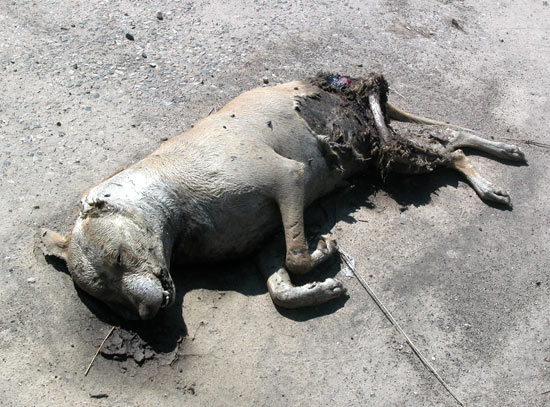pit bull atrocity