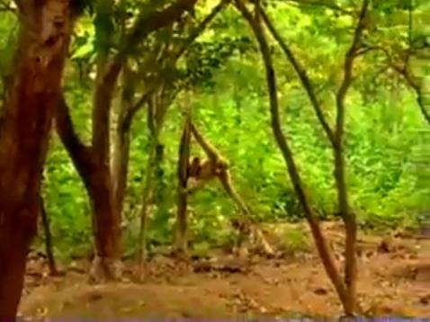 Gibbon Taunting Tiger Cubs