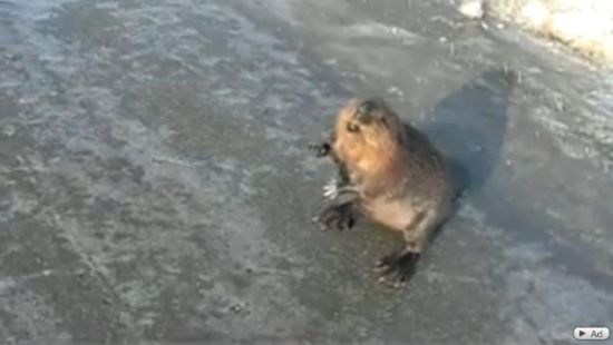 Talking Beaver on the Highway