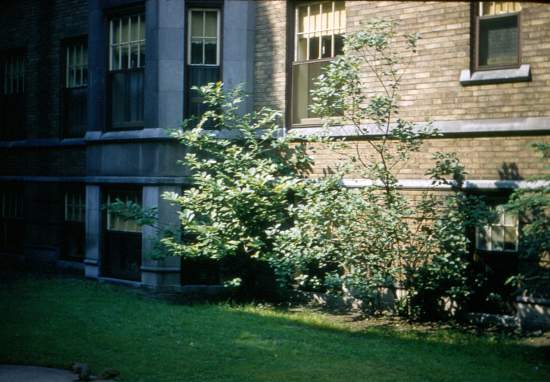 Courtyard with squirrel, July 17, 1956
