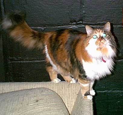 Penelope the Runaway Cat