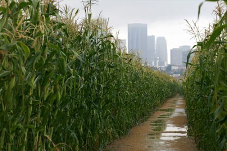 photo of the cornfields in LA