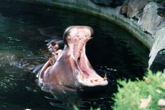 hippo's